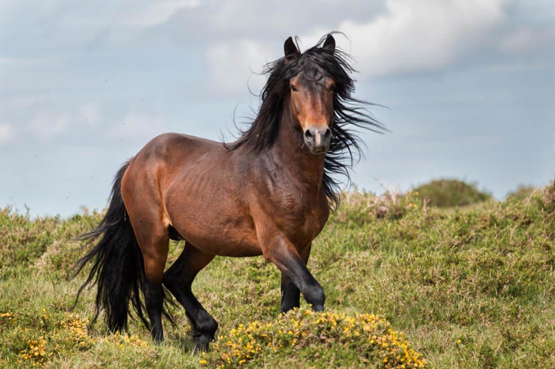 Horse
