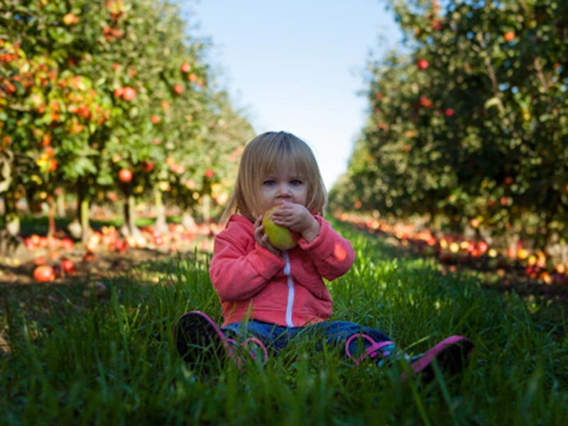 Small girl sitting in an apple orchard eating an apple.