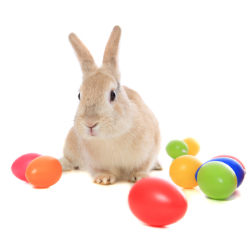 Rabbit playing with easter eggs